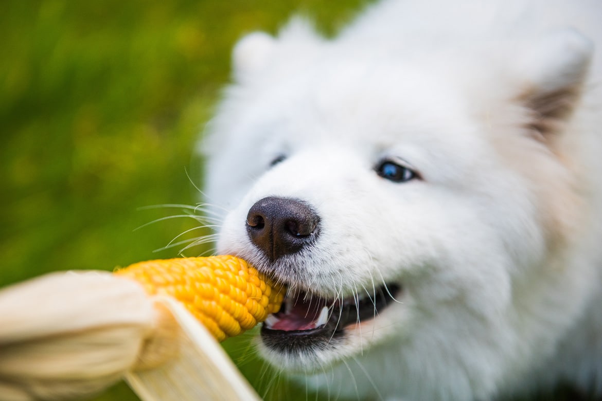 header-dog-corn