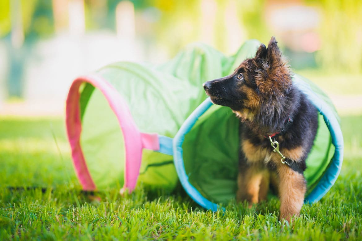 socjalizacja szczeniaka