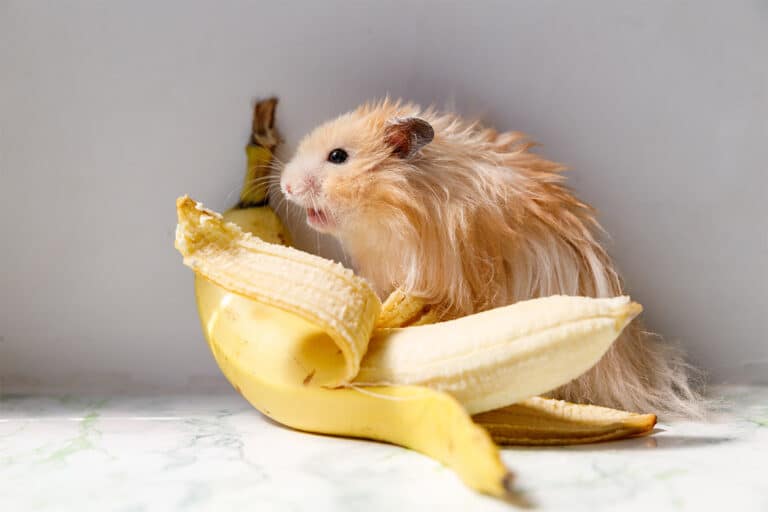 Czy chomik może jeść banana? Jadłospis chomika