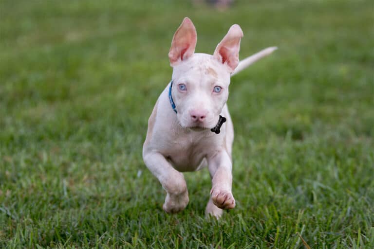 albinos