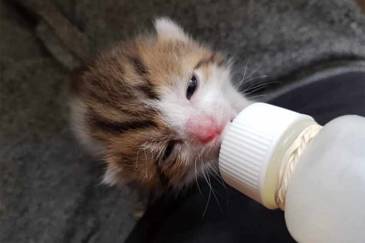 kociakowe zestawy ratunkowe