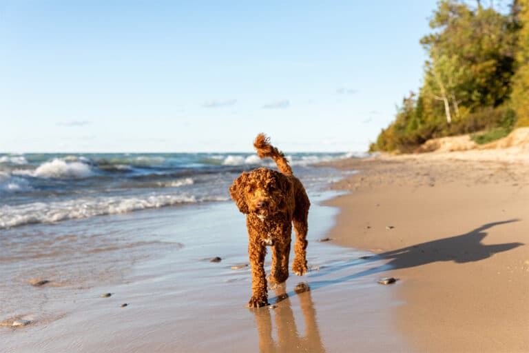 Zakaz wprowadzania psów na plażę jest nielegalny