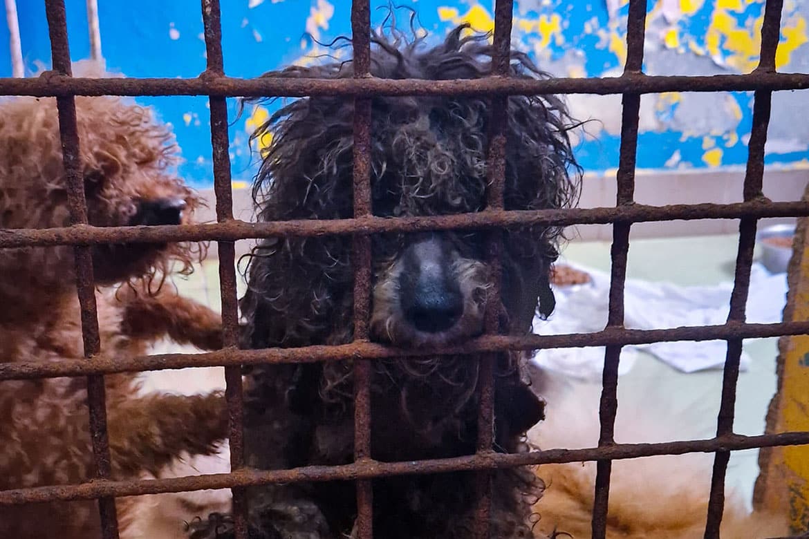 pseudohodowla w Kołobrzegu