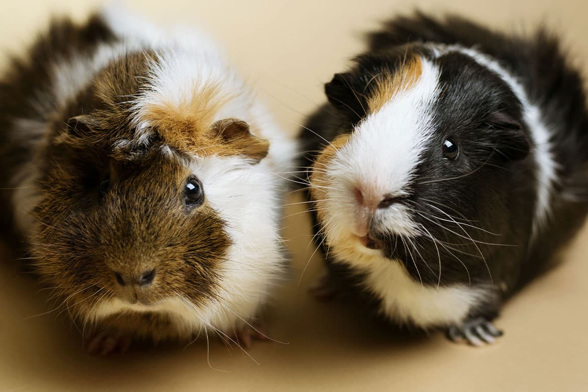 dzień kawii domowej