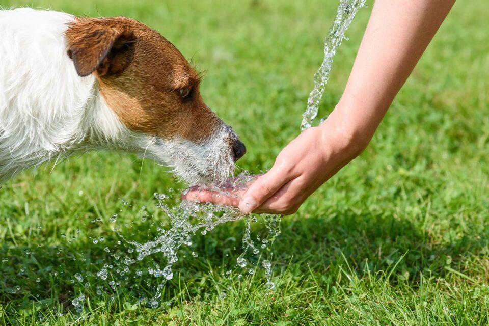 pies pije wodę