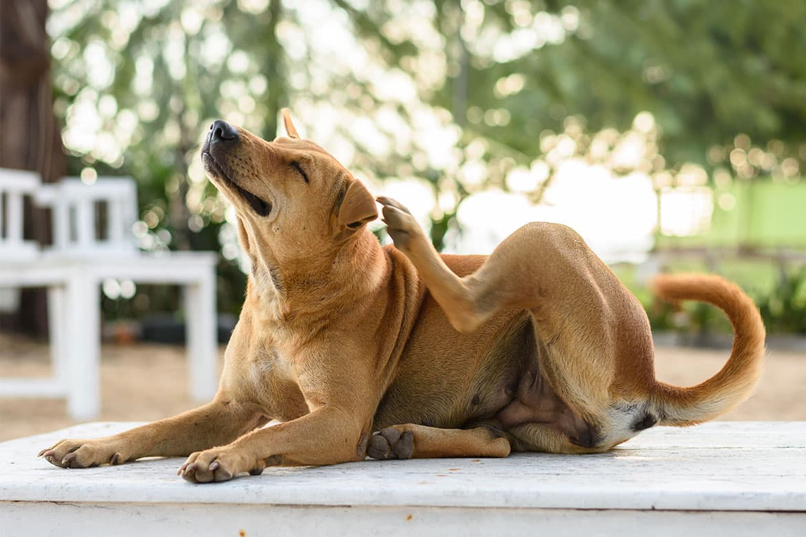 dlaczego pies się drapie