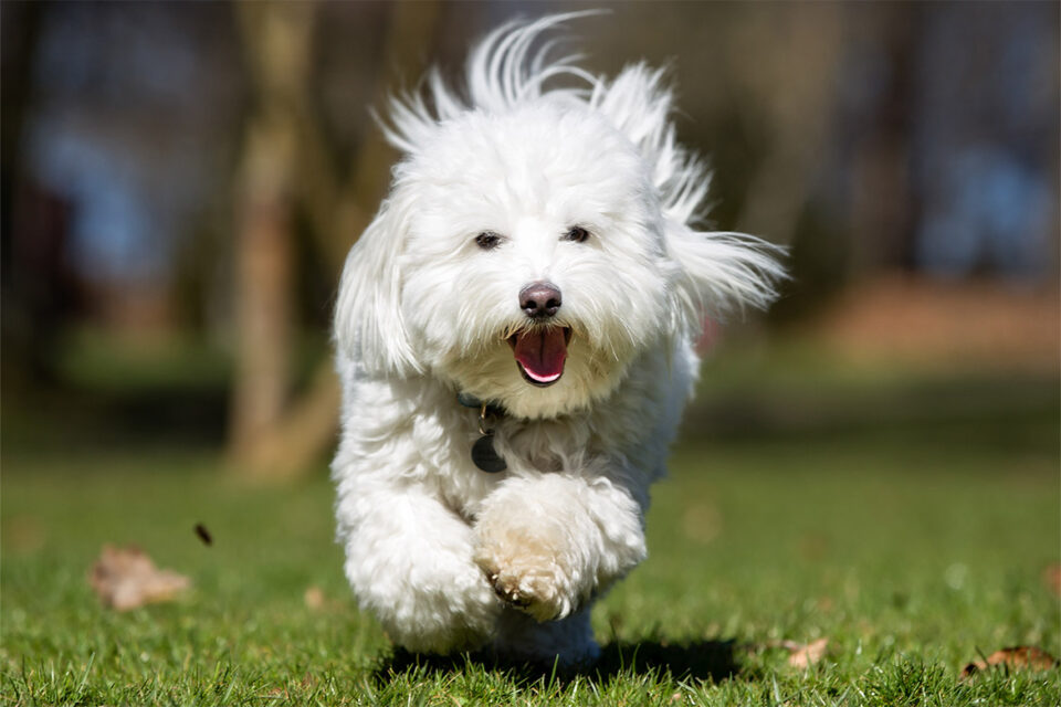 coton de tulear