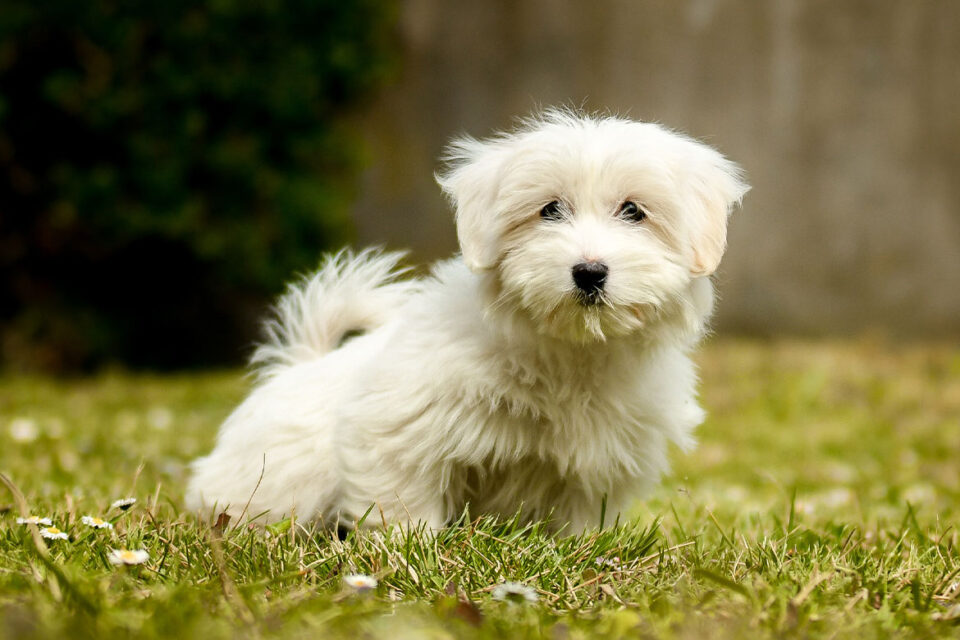 coton de tulear