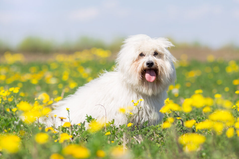 coton de tulear