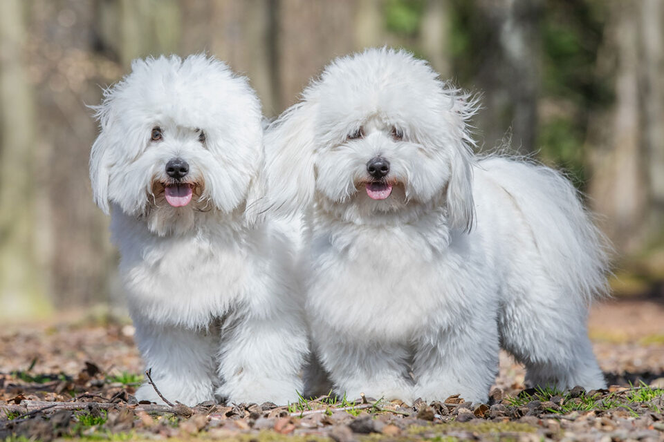 coton de tulear