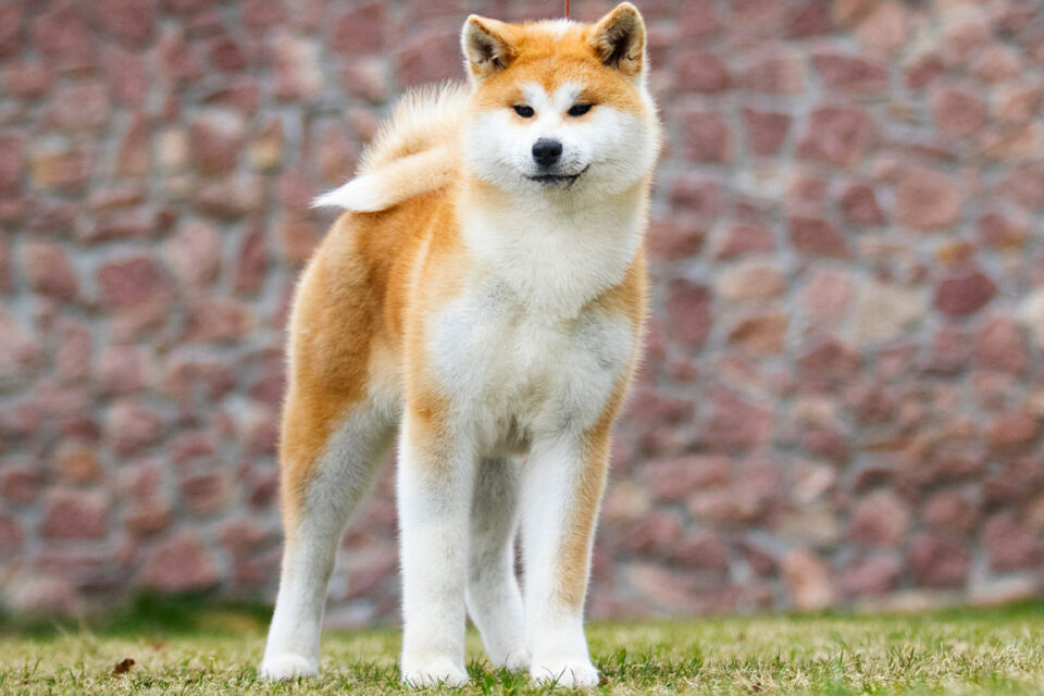 akita inu