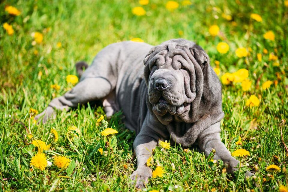 czarny shar pei