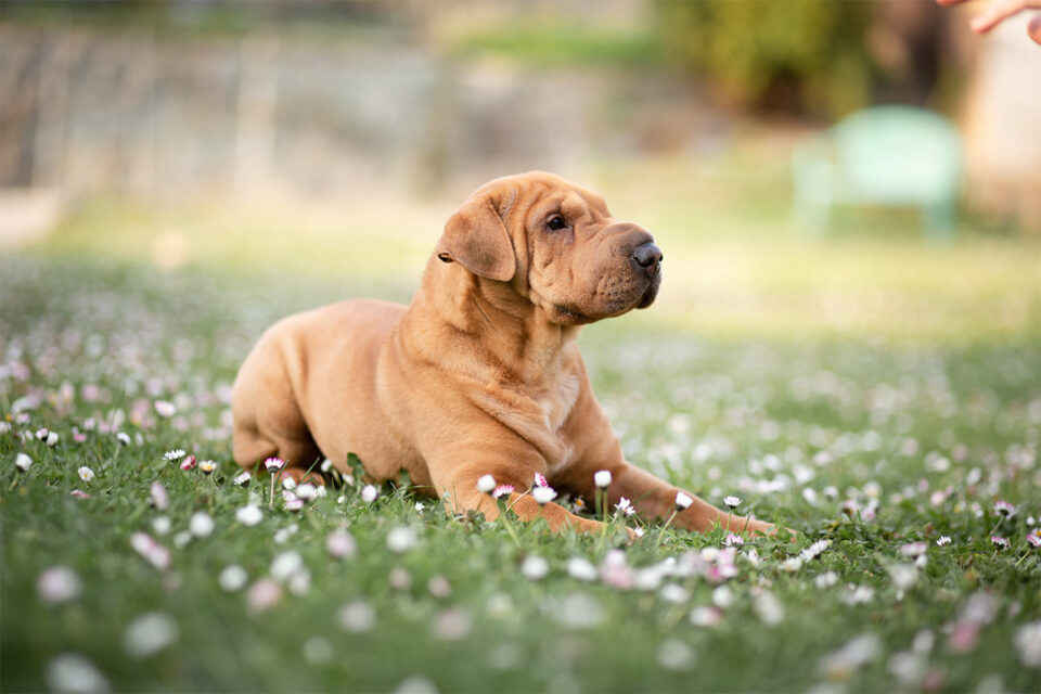 szczenię shar pei