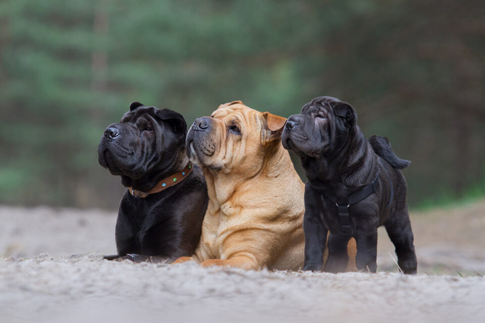 shar pei