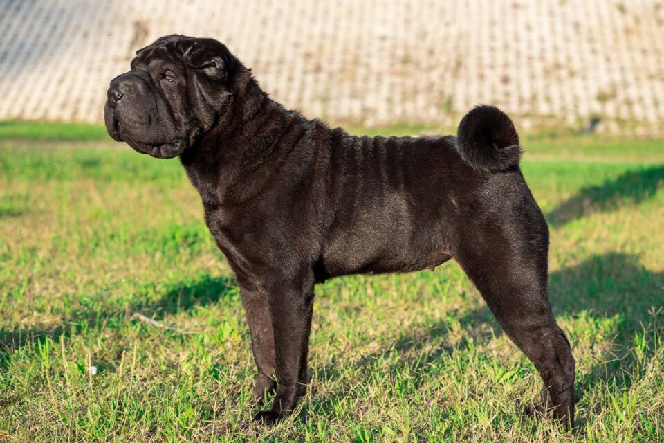 czarny shar pei