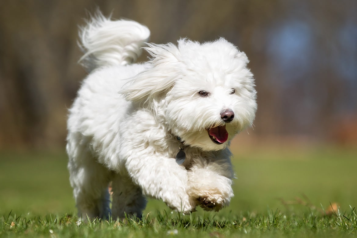 coton de tulear