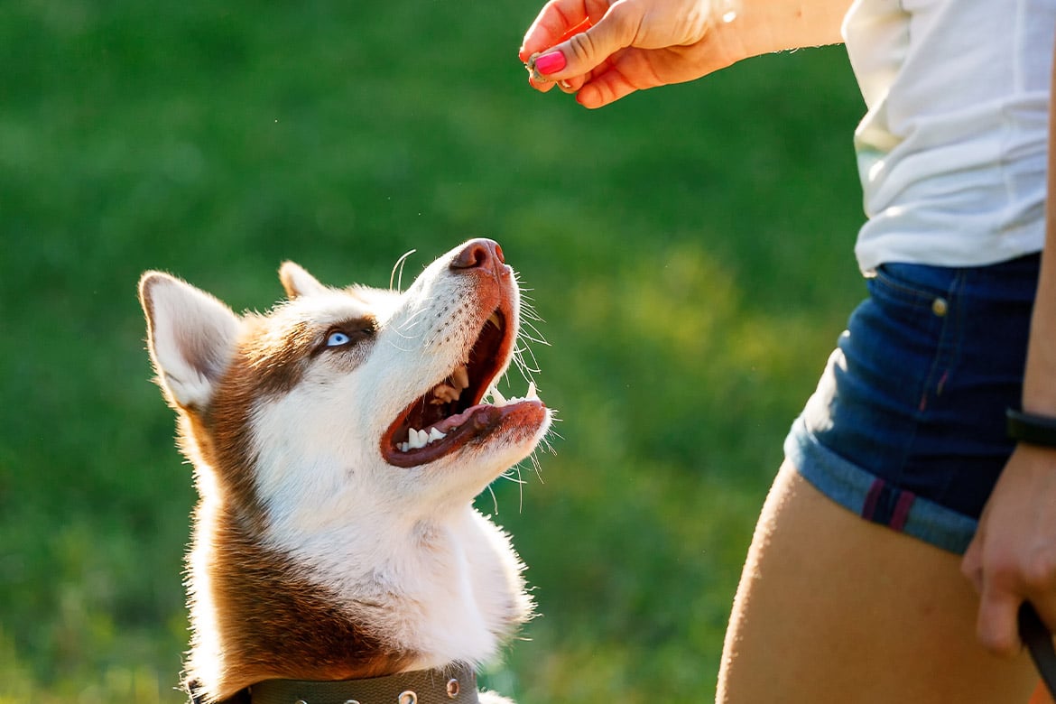 jak nauczyć psa komendy daj głos