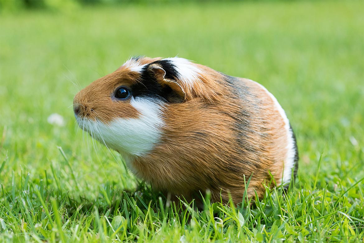 grzybica u świnki morskiej