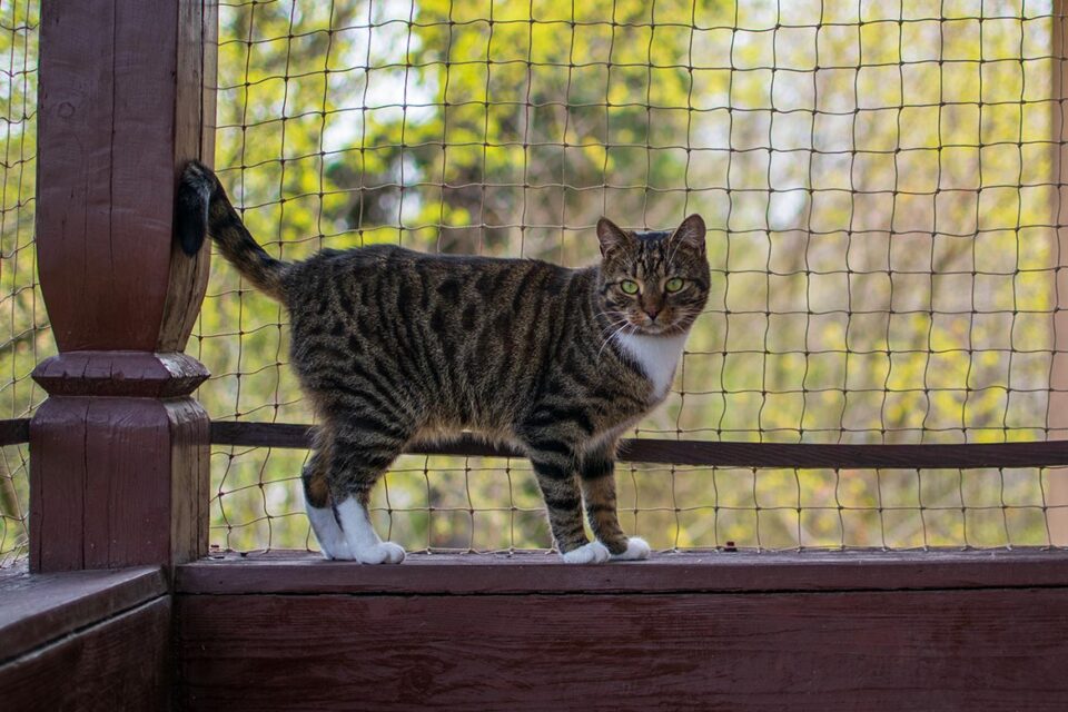 jak zabezpieczyć balkon dla kota