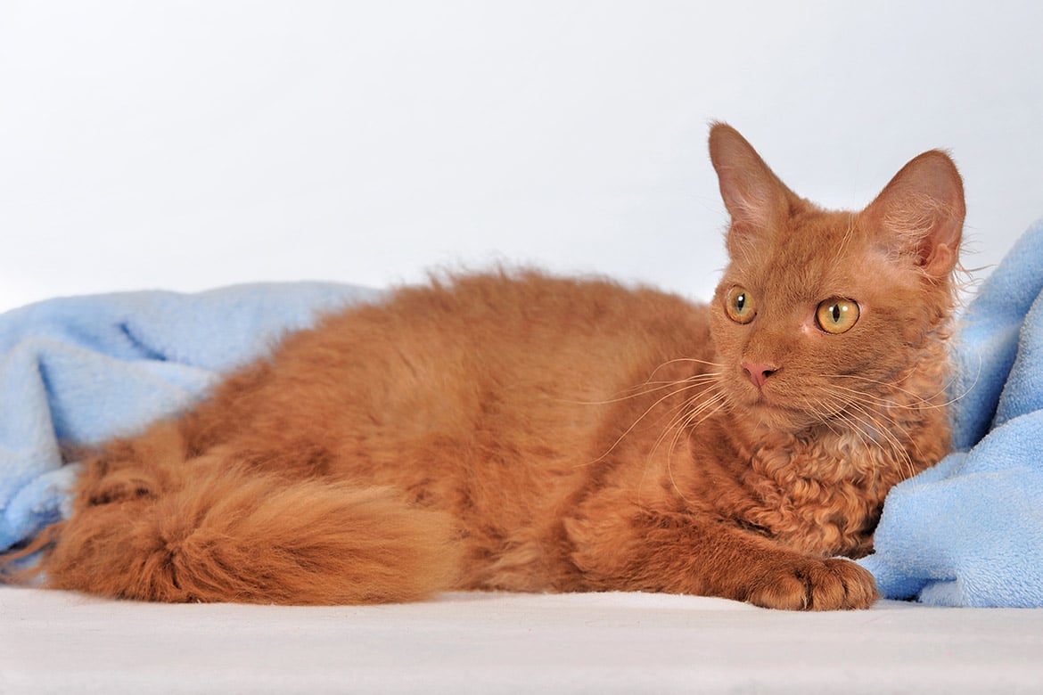 header-cat-laperm laperm
