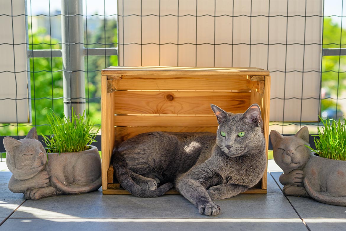 header-cat-siatkanabalkon jak zabezpieczyć balkon dla kota