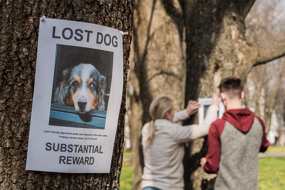 header-dog-lostdog zaginął pies