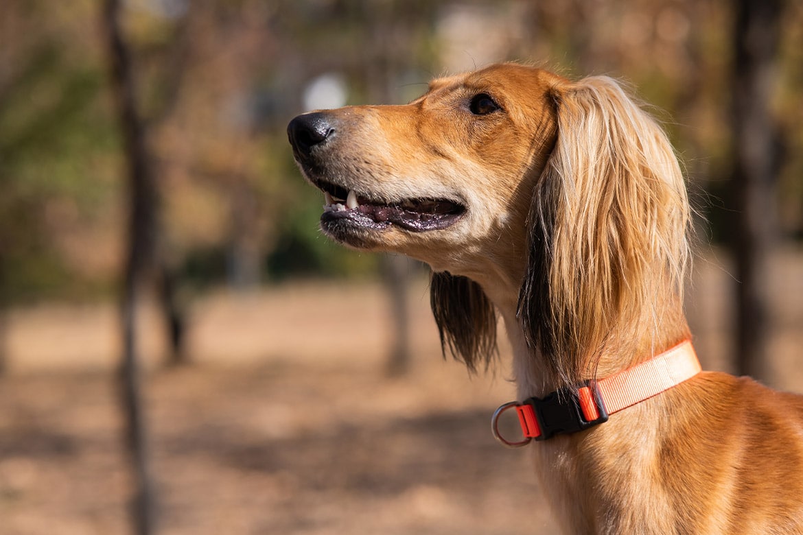 header-dog-tazy tazy