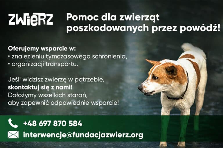 pomoc dla zwierząt