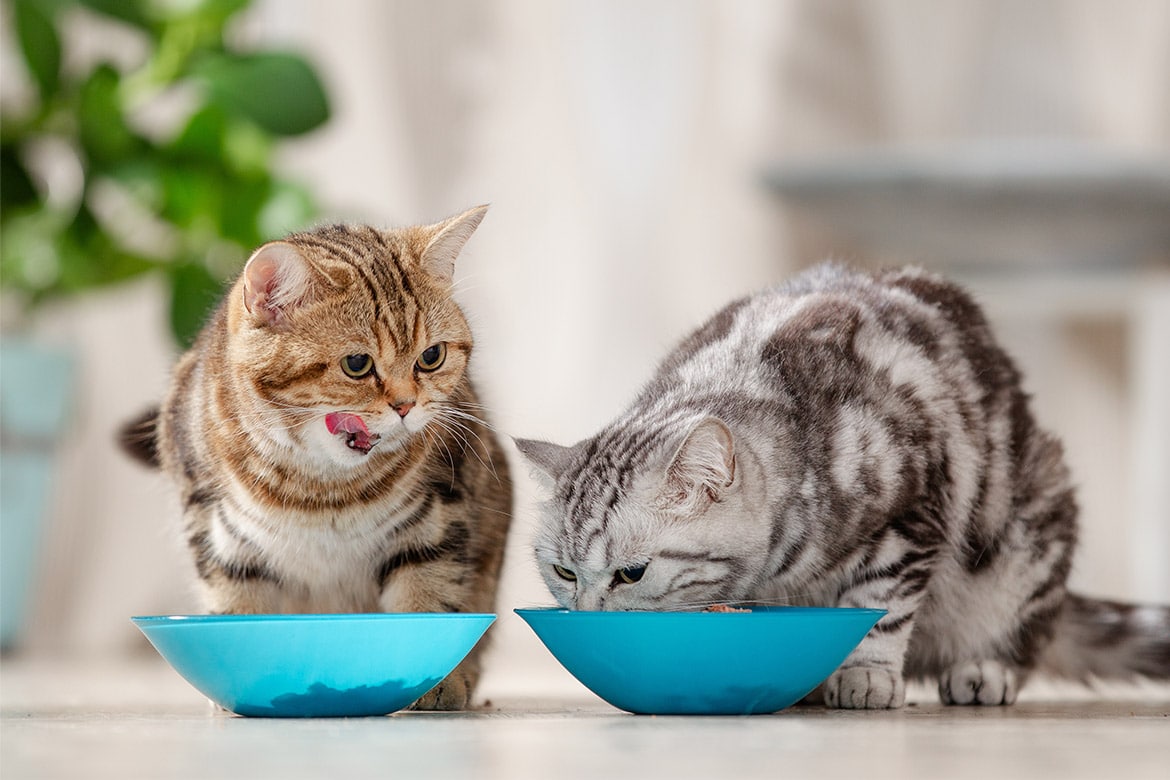 header-cat-ekodietakota ekologiczna dieta kota