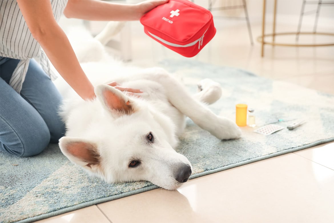 header-dog-firstaid pierwsza pomoc