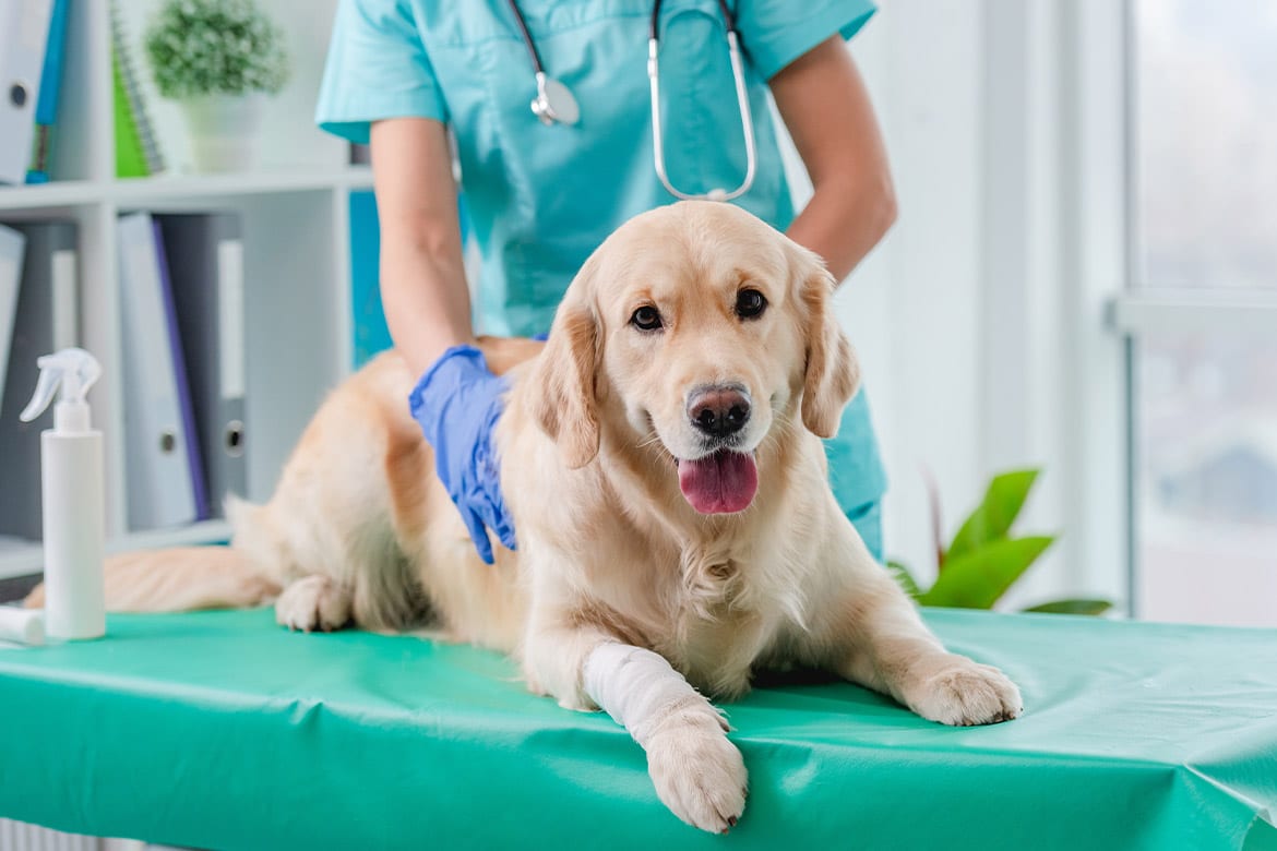 header-dog-lamblia Lamblia u psa