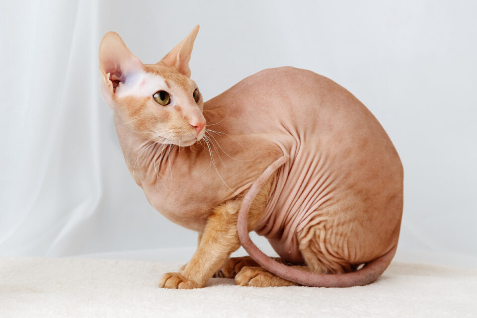 peterbald