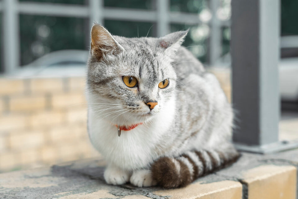 american wirehair