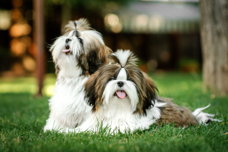 shih tzu