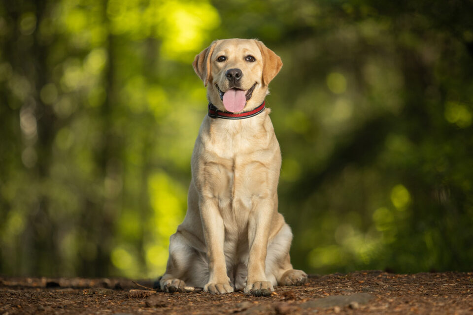 labrador retriever