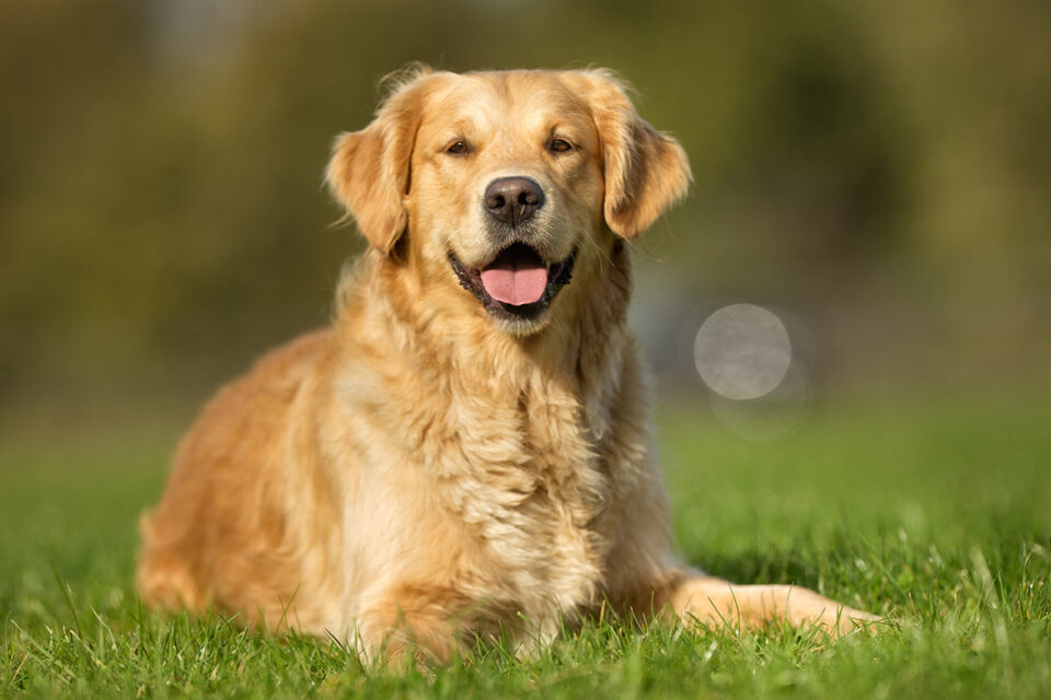 Golden retriever