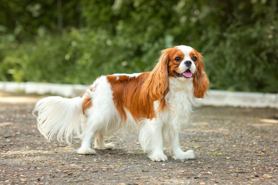 Cavalier king charles spaniel