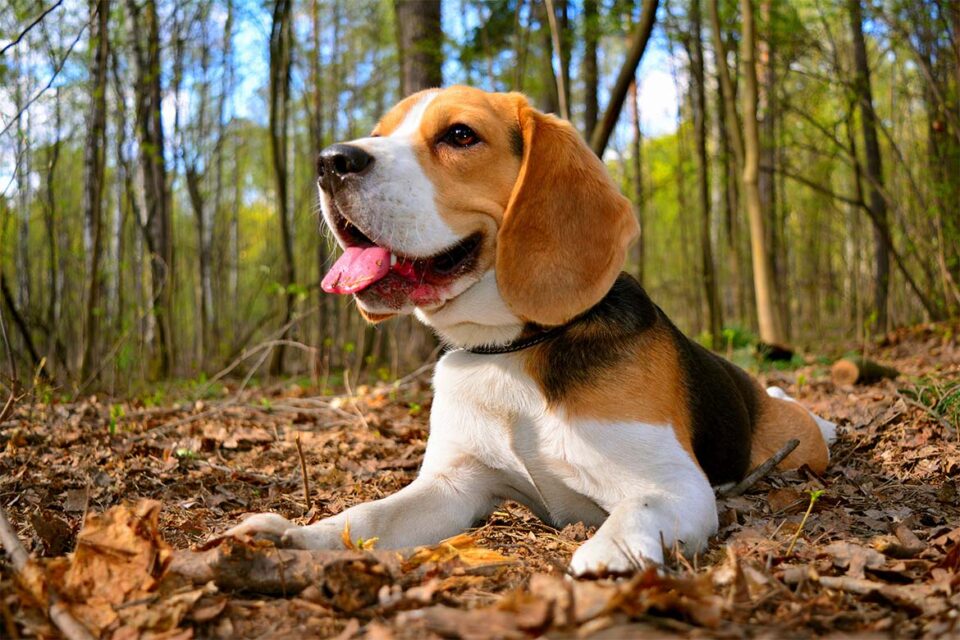 beagle