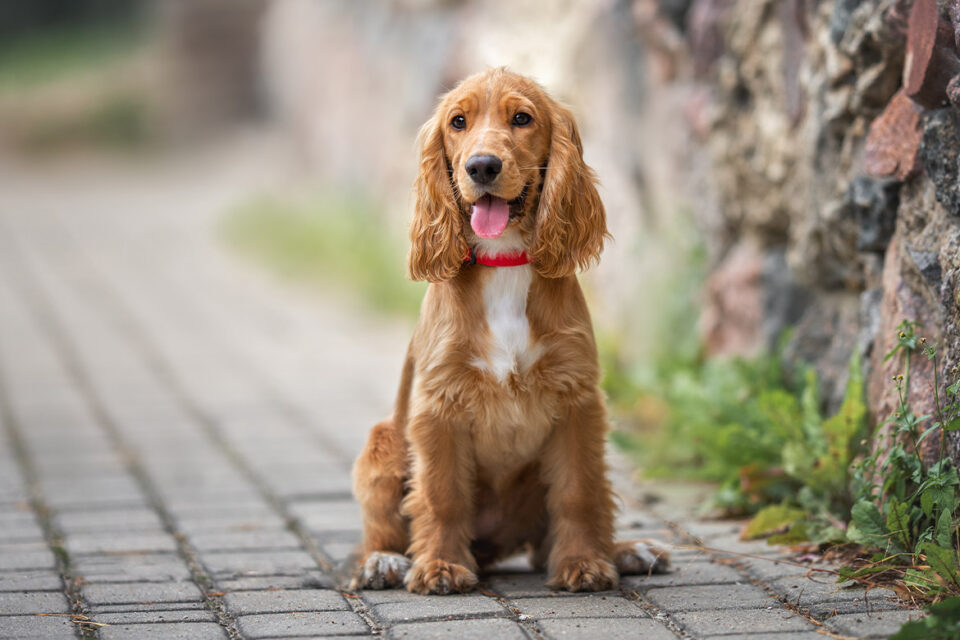 cocker spaniel