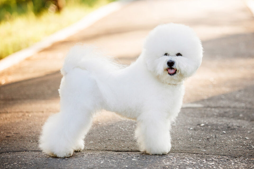 bichon frise