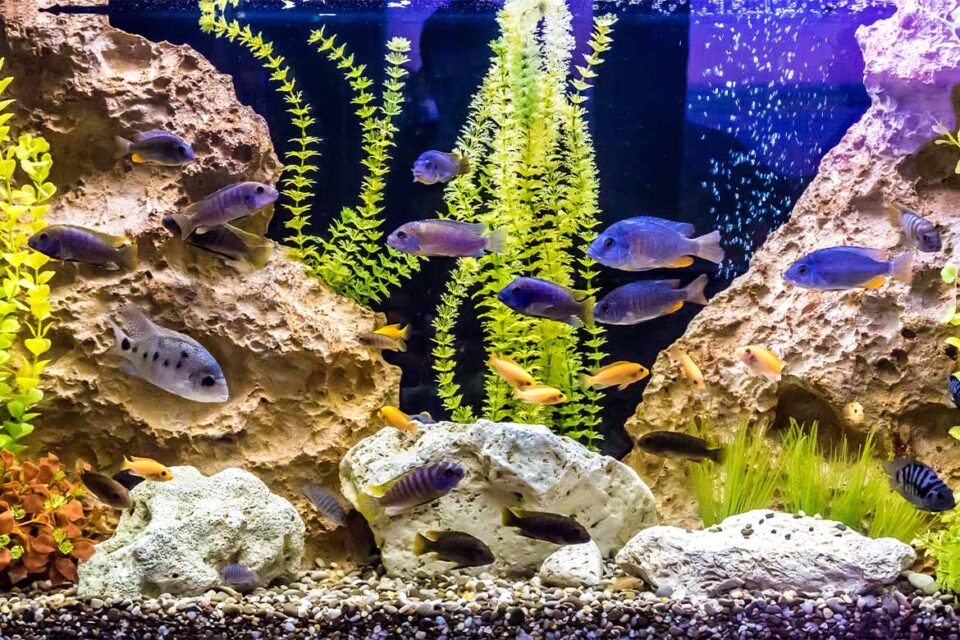 aquascaping