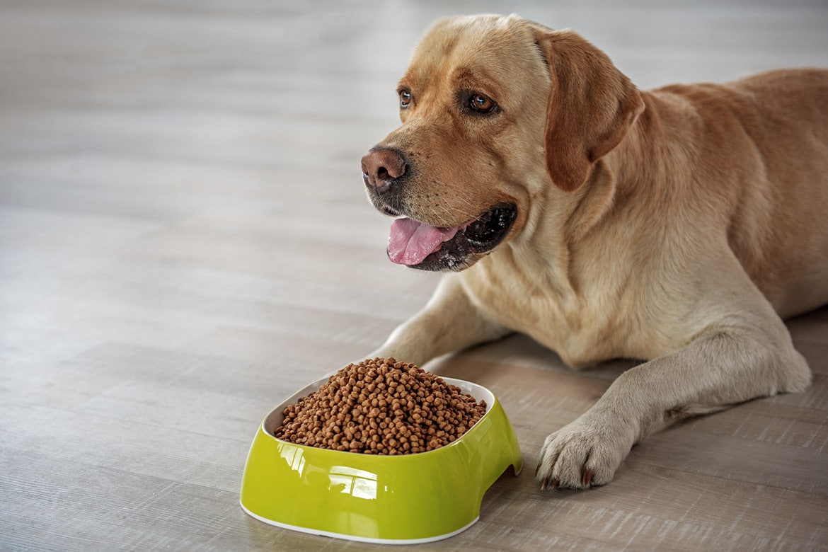 header-dog-bezglutenowa karma bezglutenowa dla psa