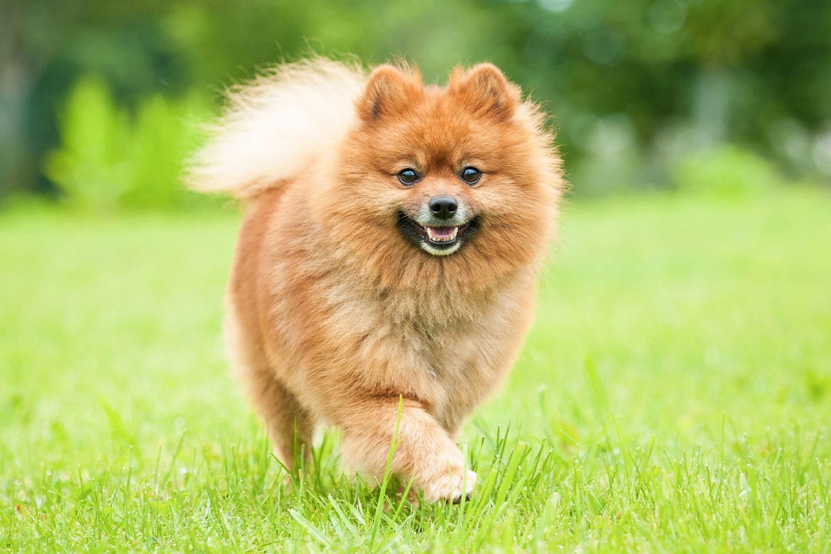 header-dog-malerasy małe rasy psów