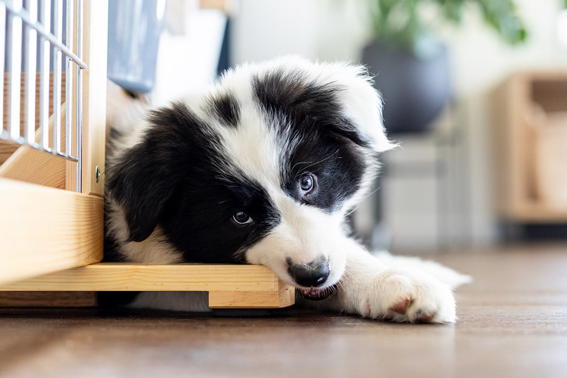 header-dog-niszczenie pies niszczy rzeczy