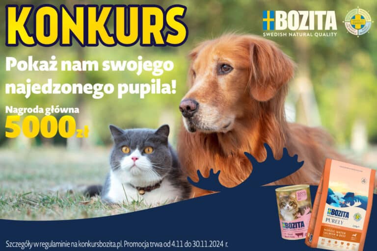 konkurs Bozita