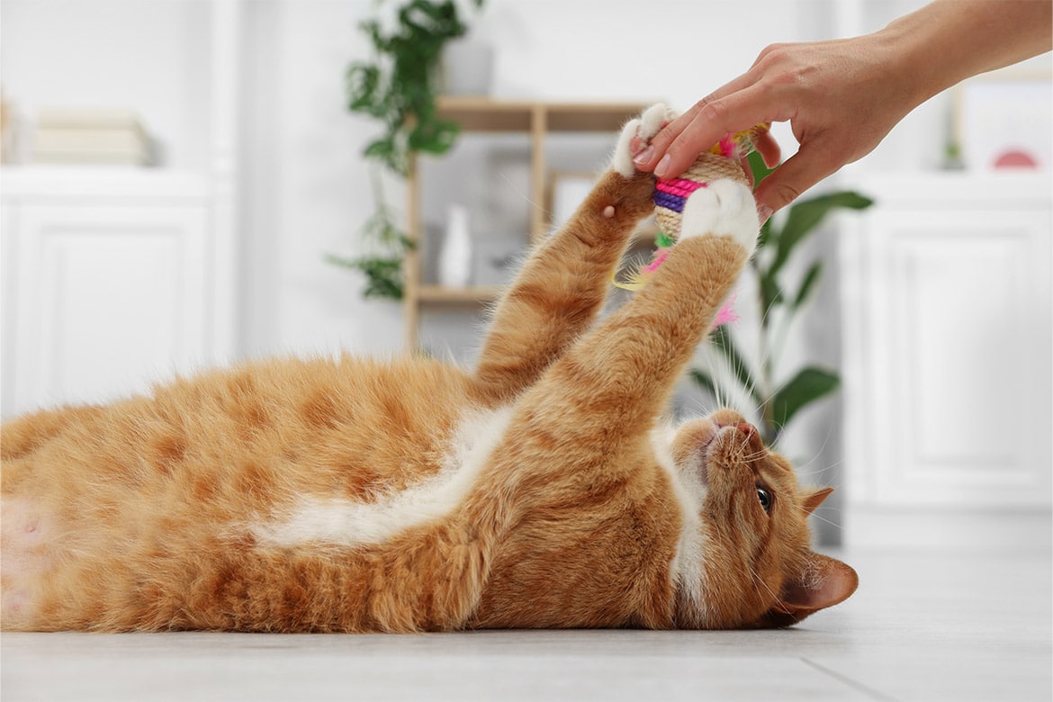 header-cat-zabawa zabawa z kotem