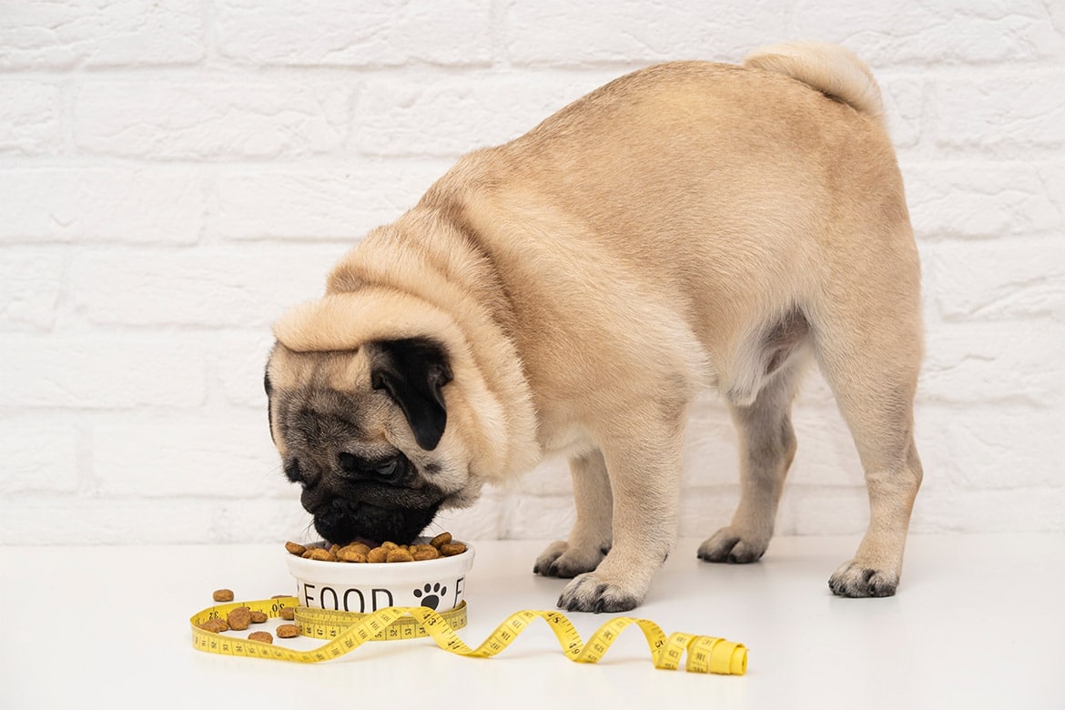 header-dog-nadwaga dieta dla psa z nadwagą przepisy