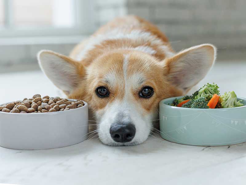 Pet style discount