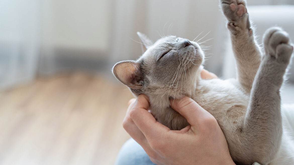 header-cat-day-1080