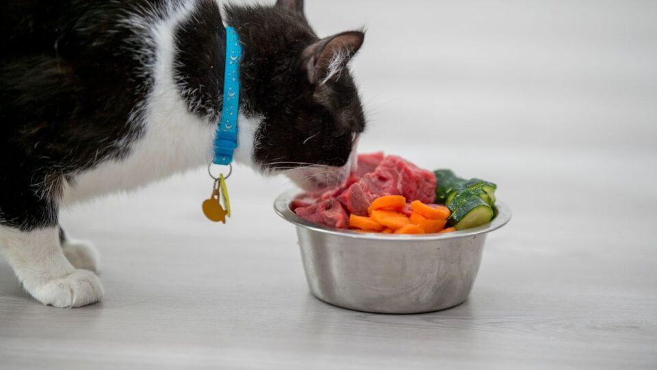 Odpowiednia dieta dla kota